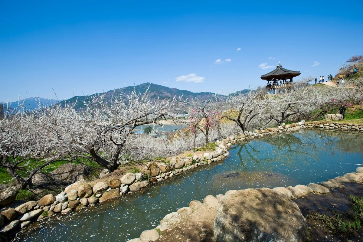 광양매화마을 - 커플여행 여행