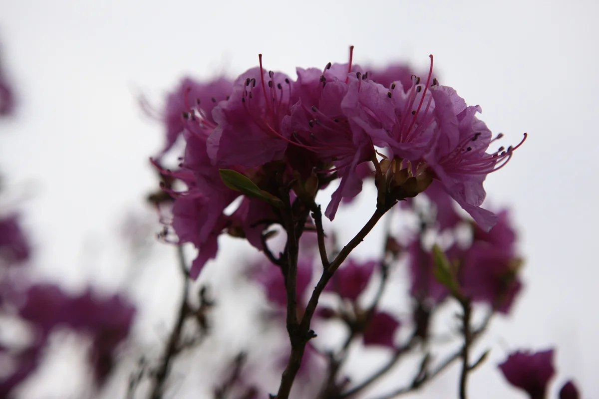 고려산 - 강화군등산 여행